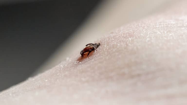 Сезон клещей в Алматы начался на 2 недели раньше, чем обычно  — как защититься