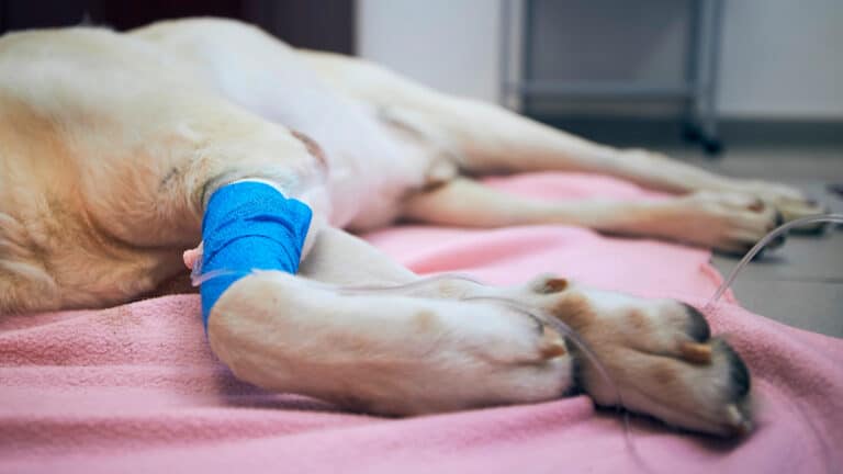 Сенат вернул в мажилис скандальный закон об эвтаназии животных