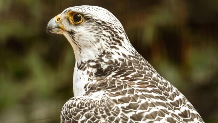 В Казахстане из-за браконьеров почти не осталось соколов-балобанов