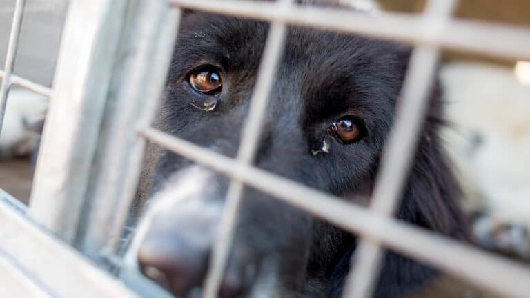 В Казахстане пройдет официальный митинг против закона об эвтаназии животных