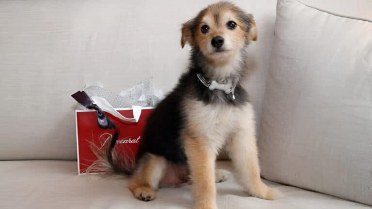 Ошейники для собак почти за 70 млн тенге: как выглядит новый уровень роскоши