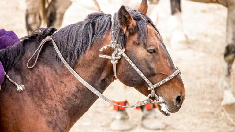 Почти всех списанных служебных лошадей КНБ продает на мясо