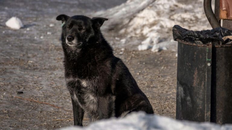 Казахстан планирует сэкономить 15 млрд тенге на эвтаназии бездомных животных