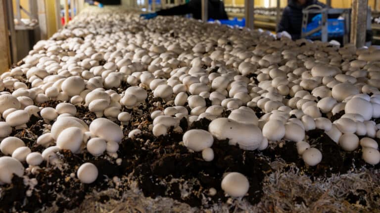 Экс-депутат мажилиса открывает завод, чтобы отказаться от российского сырья