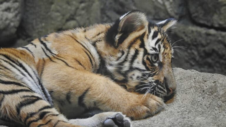 Тигрятам из алматинского зоопарка дали имена