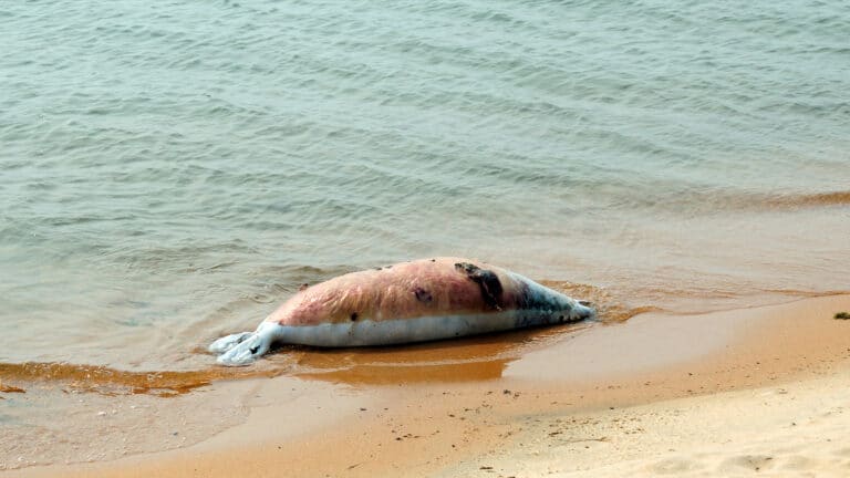 После шторма в Каспийском море экологи нашли 97 мертвых тюленей на берегу Мангистау