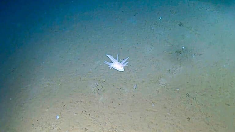 Ученые нашли неизвестное ранее существо на дне морской впадины