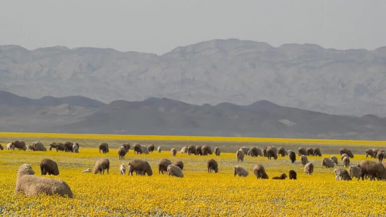 Казахстанцы восхищаются цветением степи под Алматы