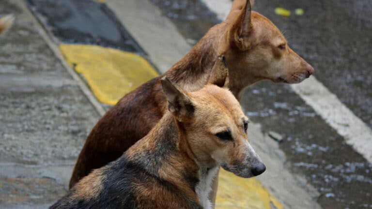В Минэкологии не знают, куда ушли три млрд тенге на отлов бродячих животных