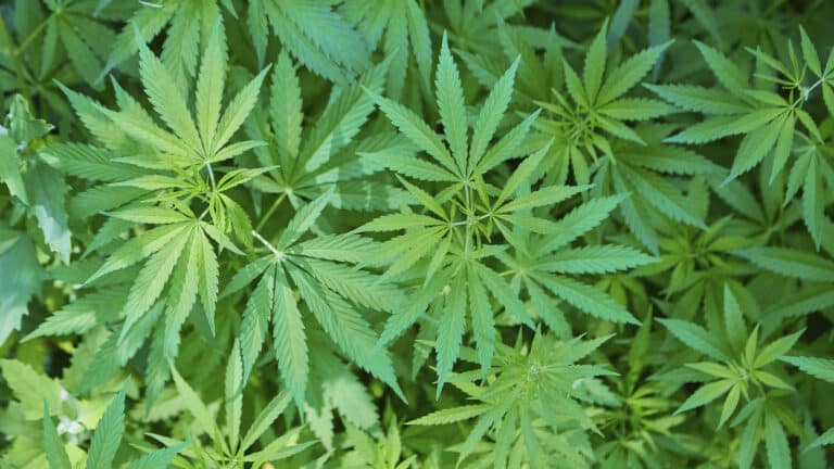 Казахстанец попытался легализовать марихуану через Конституционный суд