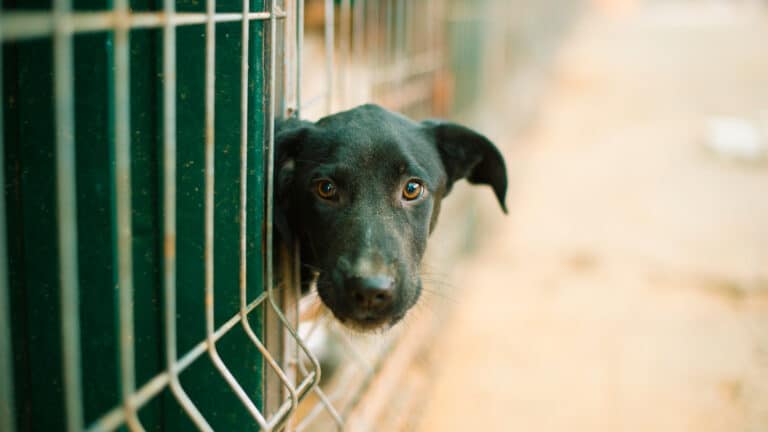 Бездомных животных в Казахстане не будут усыплять при одном условии