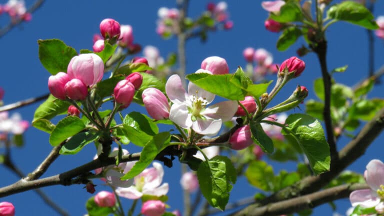 Куда поехать на майские выходные: фестиваль цветения яблони Сиверса пройдет в Жетысу