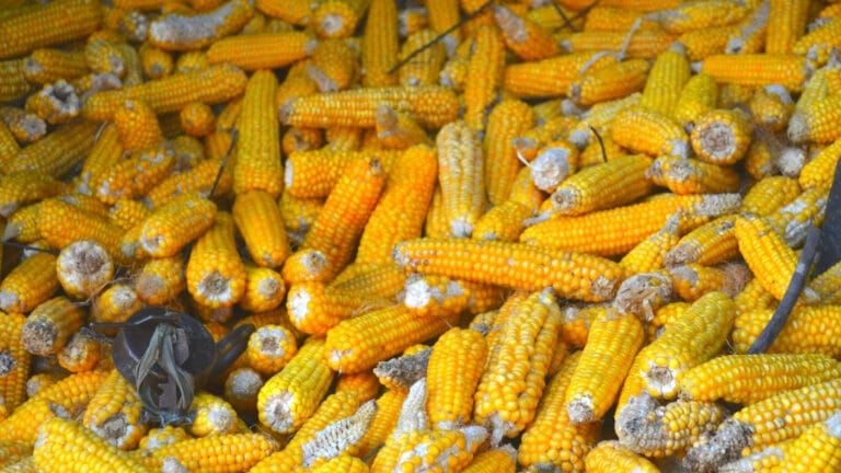 Китайский завод кукурузы возле Тараза подключается к газу и воде