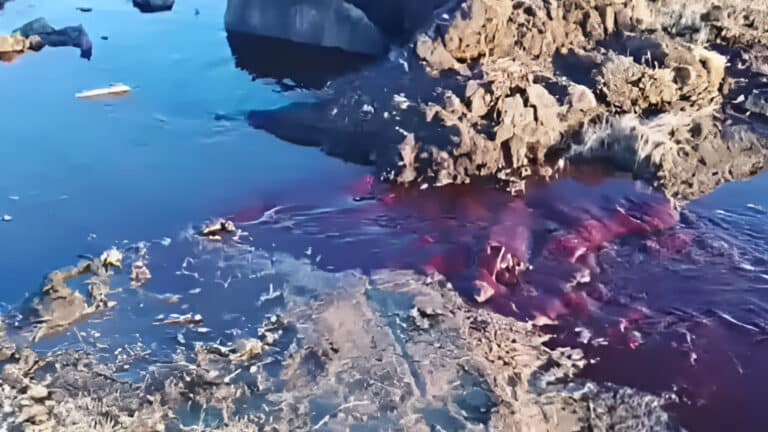 Кровавая река напугала жителей Щучинска