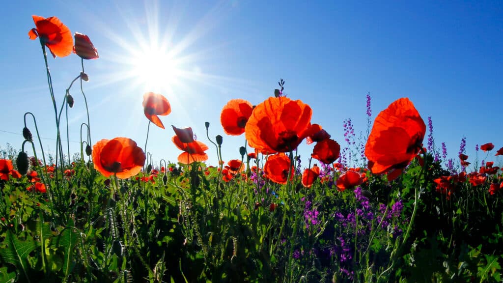 Фото: unsplash.com, бильд-редактор: Адэлина Мамедова