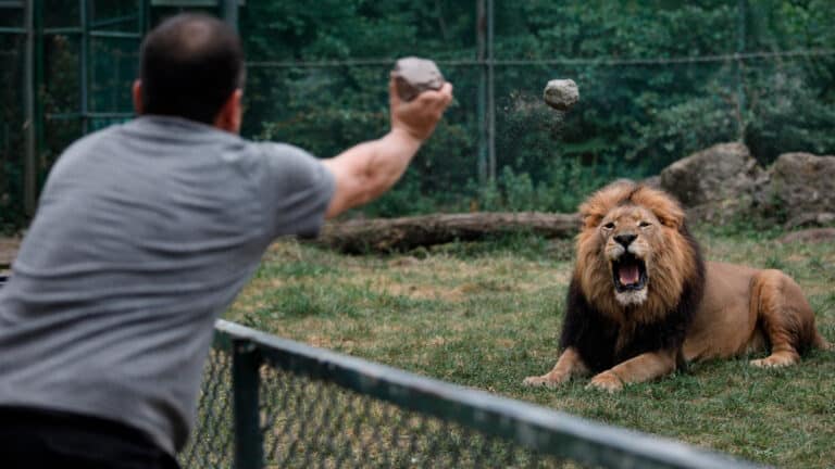 В Алматы нашли и наказали мужчину, бросавшего камни в льва в зоопарке