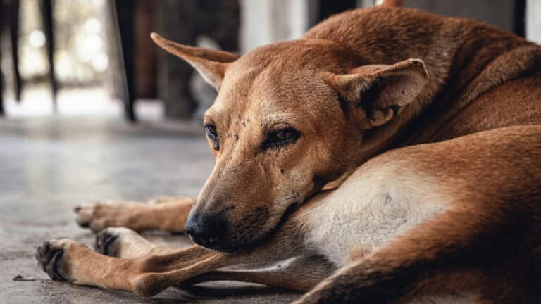 До 432 тыс. тенге: в Казахстане готовят новые штрафы для владельцев собак и живодеров