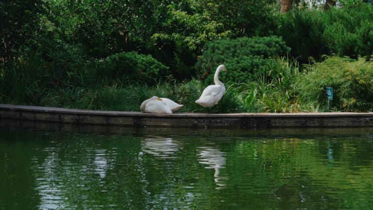 Лебедей Ботанического сада Алматы оградят от всех посетителей