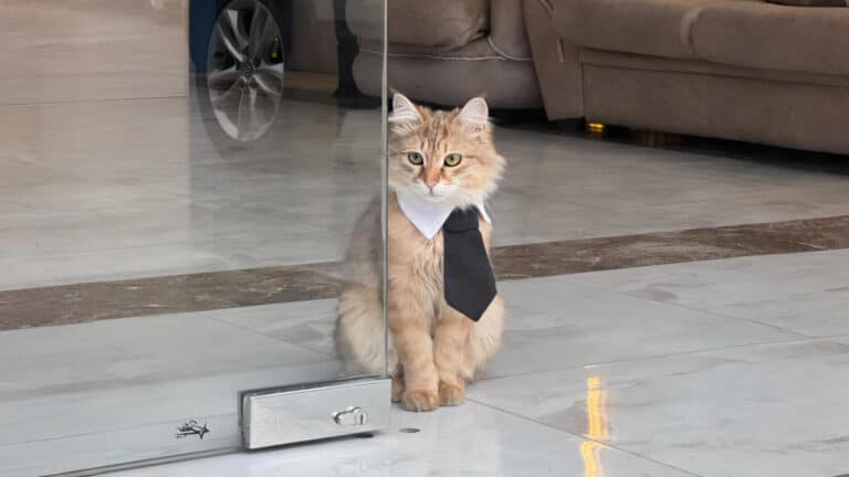 Кот в галстуке стал «сотрудником» отеля в Ташкенте