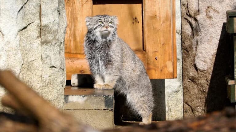 Moscow Zoo’s Pallas’s cat goes viral on social media, still without a mate