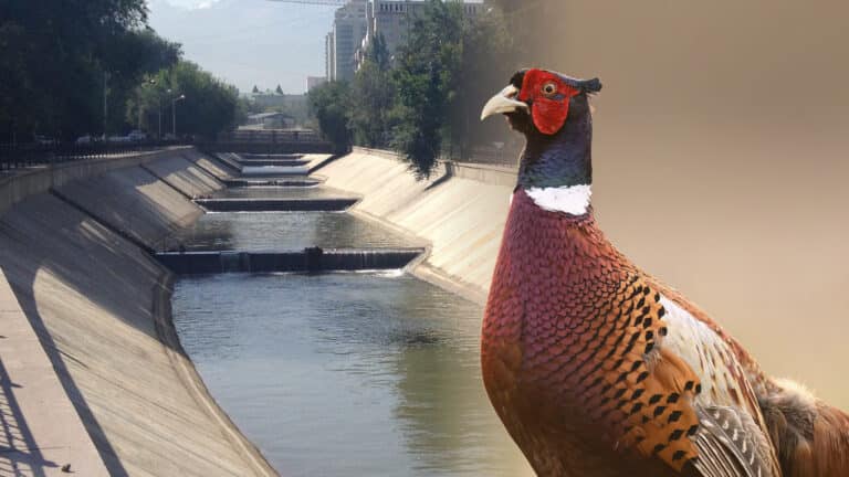 Аким одного из районов Алматы спустился в Есентай за фазаном, но тот сбежал