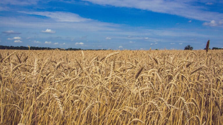 Казахстан входит в топ-6 мира по сельхозугодьям