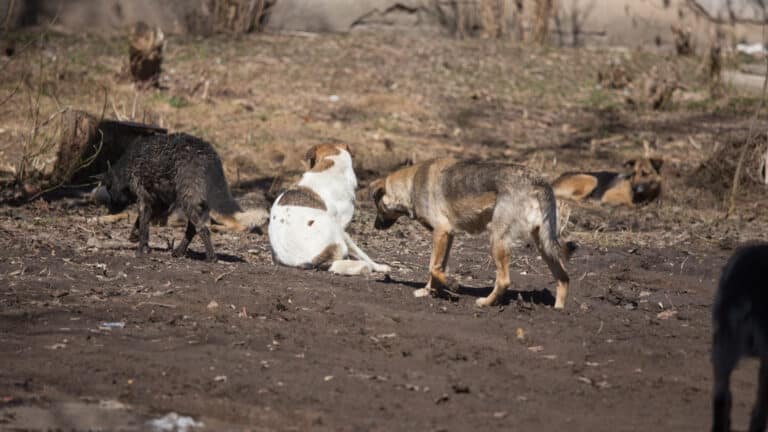 Стая собак напала на беременную женщину в Кокшетау