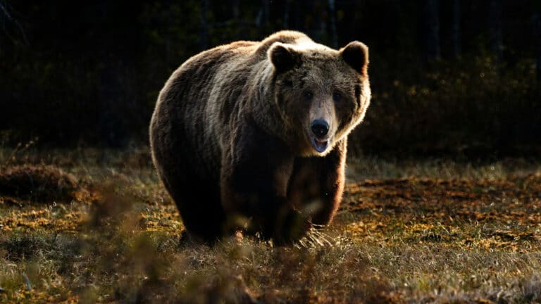 Bear sightings rise across Japan as animals emerge from hibernation