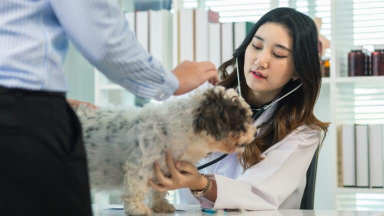 На бесплатную форму и льготы ветеринарам в РК планируют выделять 27 млрд тенге в год