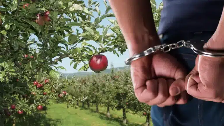 Шымкентте жеміс бермеген алма бақтан 430 млн теңге жымқырып үлгерген