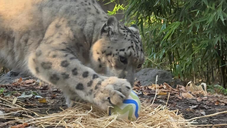 Chilean zoo holds Easter egg hunt for animals