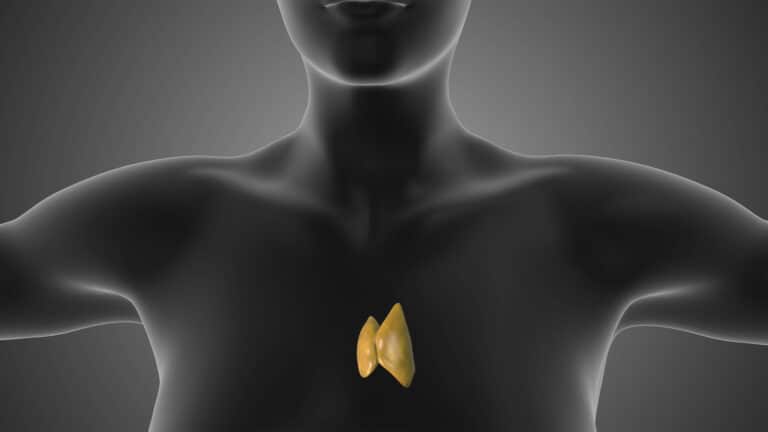 Орган, который может влиять на риск развития рака и продолжительность жизни