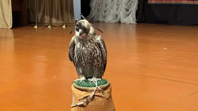 В Казахстане из-за браконьеров почти не осталось соколов-балобанов