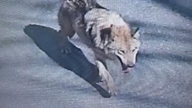 South Korean flee wolf gains attention online and offline