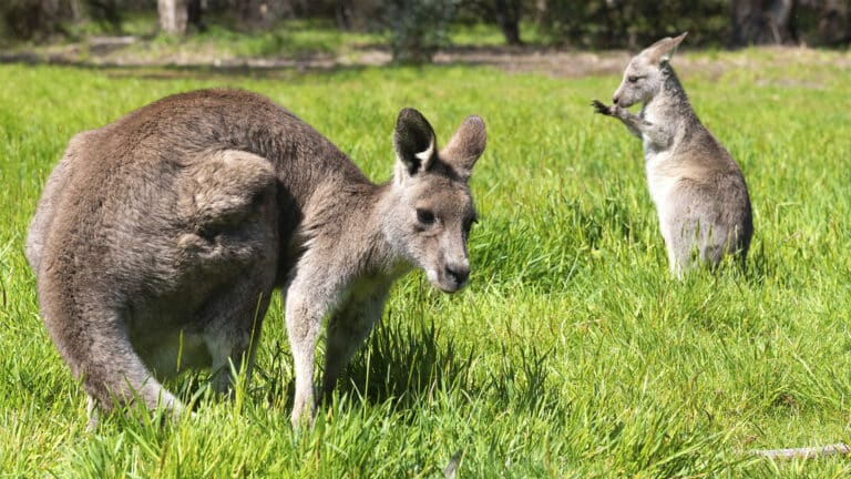 В алматинском зоопарке родились кенгурята