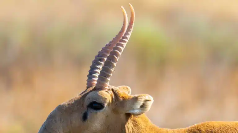 В Казахстане объяснили российскому губернатору, как довели число сайгаков до 5 млн