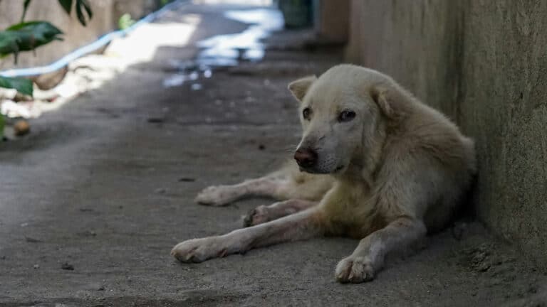 Казахстанцев просят остановить нападки на депутатов из-за закона об эвтаназии собак