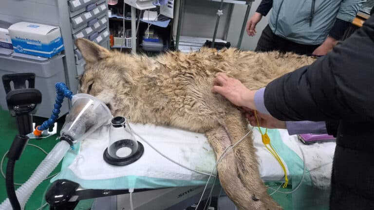 Viral South Korean wolf caught safe after nine days on the run