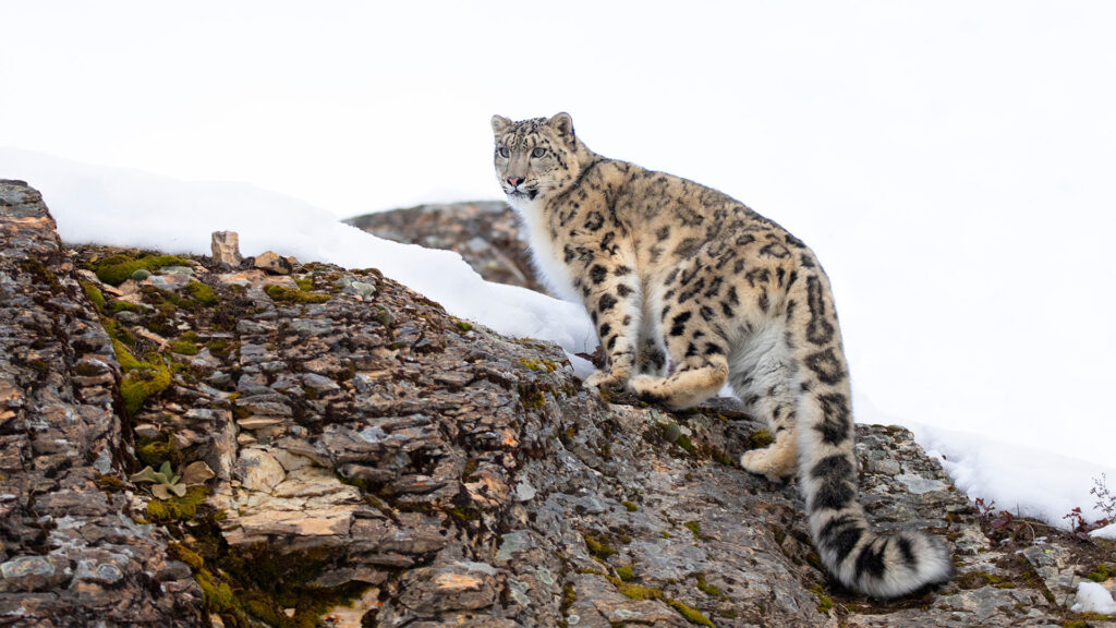 Фото: shutterstock, бильд-редактор: Милош Муратовский