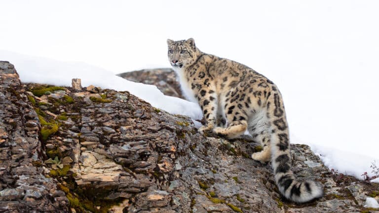 Снежных барсов с детенышами заметили в Западном Тянь-Шане