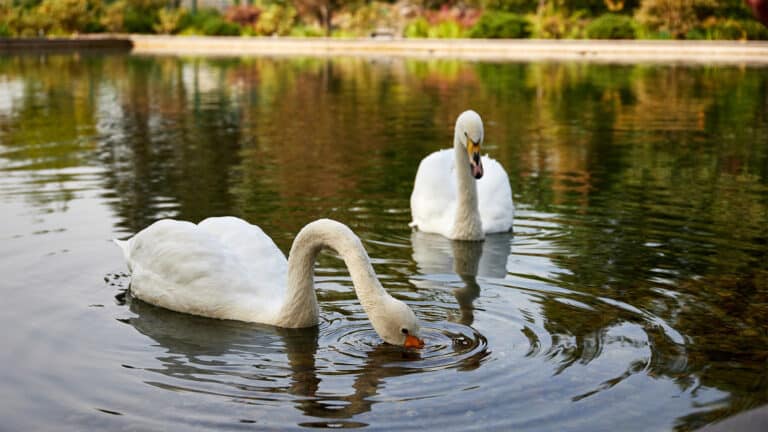 Лебеди вернулись в Ботанический сад Алматы