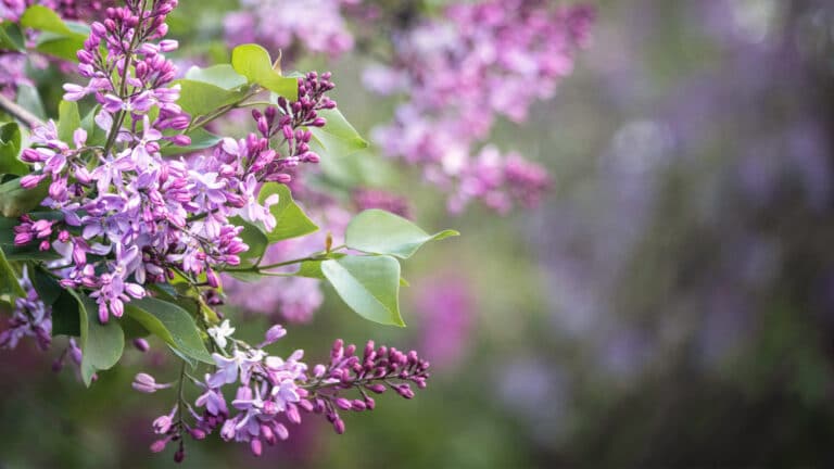 Алматинцы делятся первыми кадрами цветущей сирени