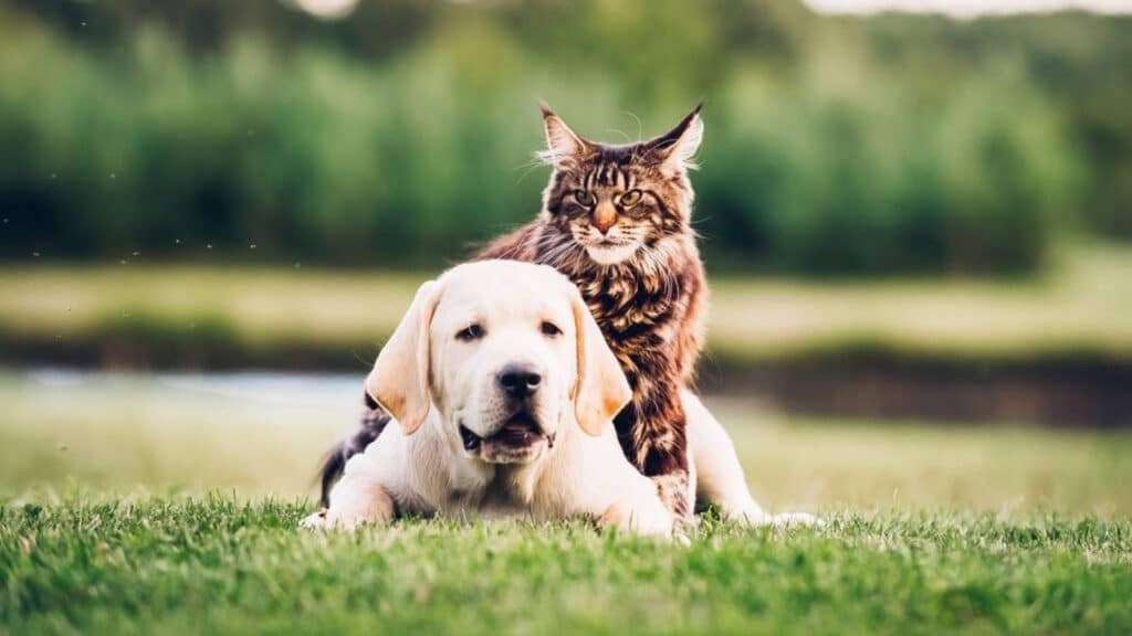 Енді елдегі ит-мысықтарды міндетті түрде чиптеу керек болады