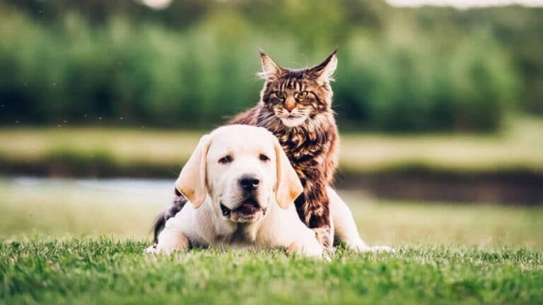 Енді елдегі ит-мысықтарды міндетті түрде чиптеу керек болады