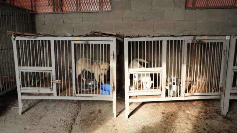 Жануарларды өлтіргендерге жаза қатаңдайды