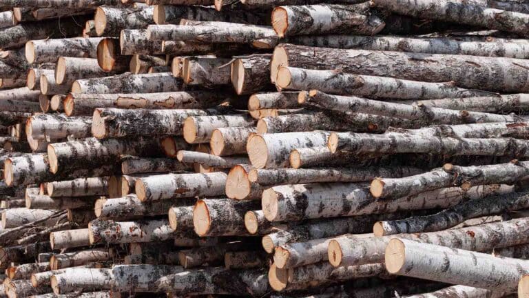 Өскеменде қайындарды отаған мекеме миллион теңге айыппұл төледі