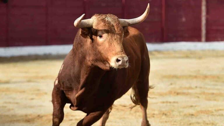 Сиыр етінің бағасын реттеу үшін шетелге жарты жылға бұқа шығаруға тыйым салды