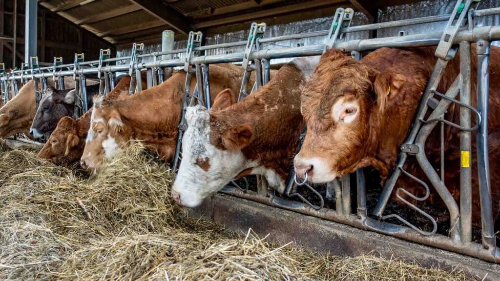 Сиыр етінің бағасын реттеу үшін шетелге жарты жылға бұқа шығаруға тыйым салды