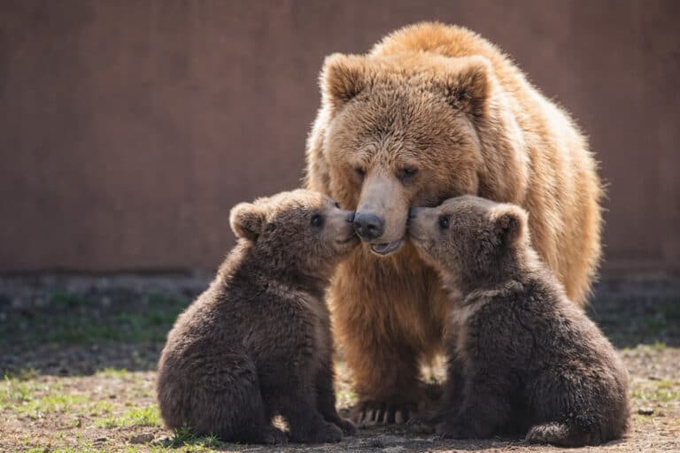В алматинском зоопарке родились два медвежонка