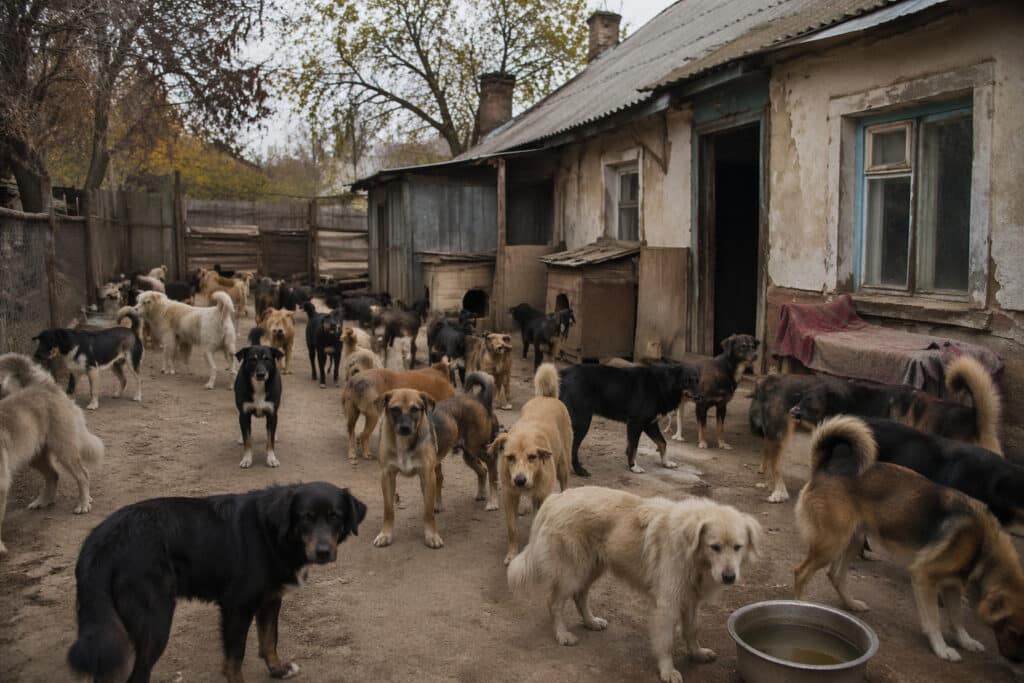 Карагандинцы жалуются на соседку с «приютом» из десятков собак